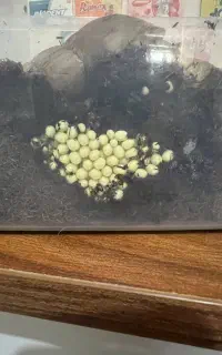 خاویار حلزون نژاد آچاتینا