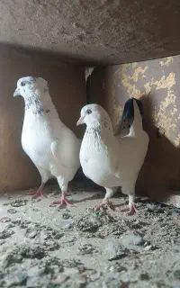 نرو ماده بدرد بخور