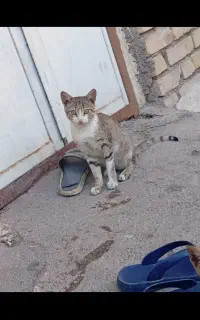 گربه گم شده شوش
