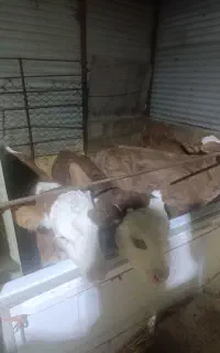 کارگر گاوداری شبانه روز