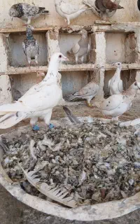 کود کفتر  خشک ساچمه ای