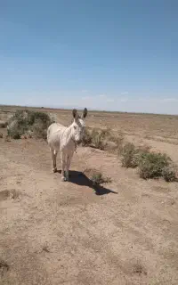 خر دوساله