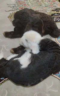 انباردوساله گوسفندی کهنه