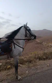 اسب  کرد