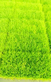 توم بجار شیرودی