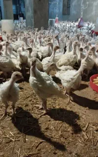 جوجه بوقلمون بیوتی 6 سنگین وزن