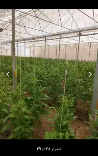 نیازمند نیروی کار در گلخانه