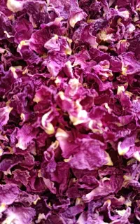گل محمدی