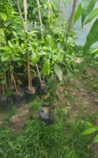 نهال نارنگی ژاپنی سیترومولو
