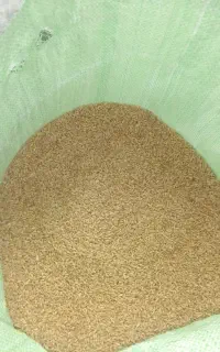 گندم تمیز