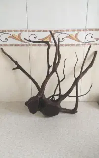 ابنوس