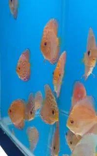 دیسکس ۳ اینچ