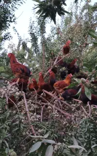 مرغ و خروس محلی اورگانیک دارویی