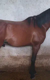 اسب نر جوان ورزشی، کره زونکورد، یک سر خارجی