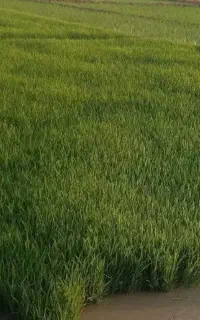 تخمدان برنج چمپای کنفیروزی واقع در دارشاهی