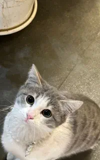 گربه خانگی نژاد بومی