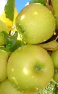 انواع نهال سیب