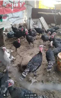 بوقلمون