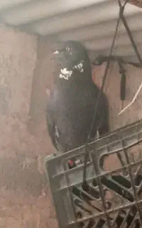 یک عدد کبوتر سیاه نر  بسیار زیبا، مال ملا
