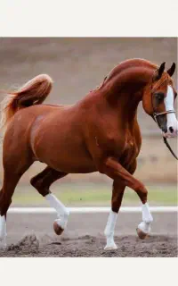 اجاره سه عدد اصطبل اسب با کارگر