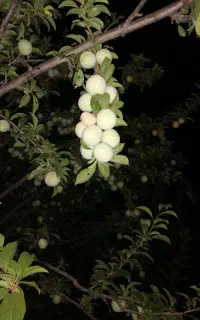 آلو  سه کیلو صد تومن