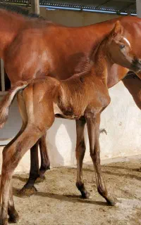 فروش کره اسب دوسرخارجی