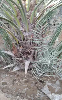 نخل گنتار