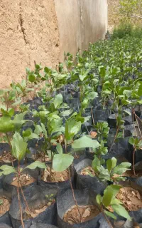 نهال پسته