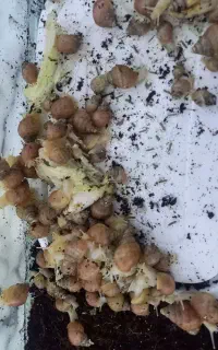 جوجه حلزون