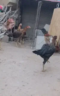 جوجه مرغ و خروس لاری
