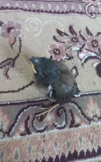 مرغ مینا
