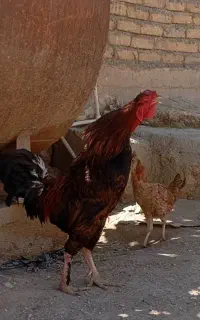 مرغ وخروس