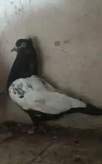 کبوتر
