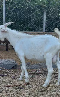 حیوانات مزرعه