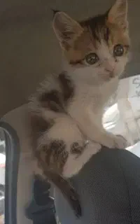 بچه گربه دوماهه