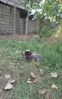 خوش‌رنگ‌وبامزه‌ماده‌موسیمی‌آلمان