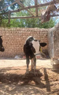 یک عدد گاو به همراه گوساله نر