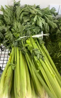 کرفس و سبزی درجه یک