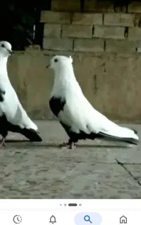 دم سیاه