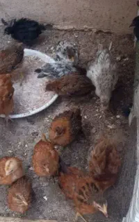 جوجه گلپایگانی