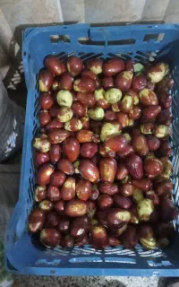 عناب تازه