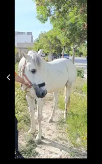 فروش اسب عرب ایرانی