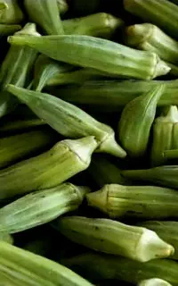 کارگر بامیه چیدن
