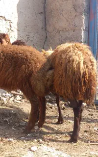 یک عدد گوسفند یانی بالالی بفروش میرسد
