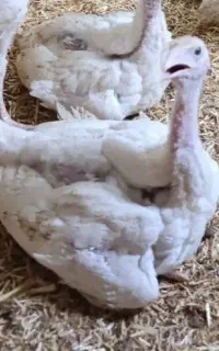 جوجه بوقلمون گوشتی بیوتی فوق سنگین