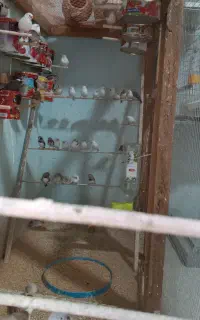 تعداد ی پرنده