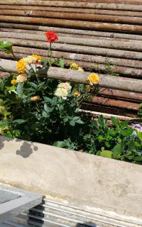 نصب و اجاره داربست و اجرای تخصصی ایزوگام )