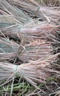 گالی(حصیر بافی،کلاه،سبد)صنایع دستی