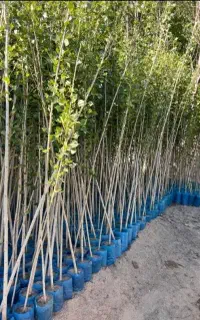 وقـتشه بـاغـت رو جــدی شـروع کنی