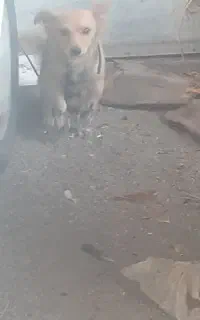 واگذاری سگ پاکوتاه پامر روباهی
